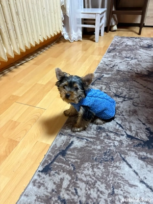 Pui Yorkshire Terrier 