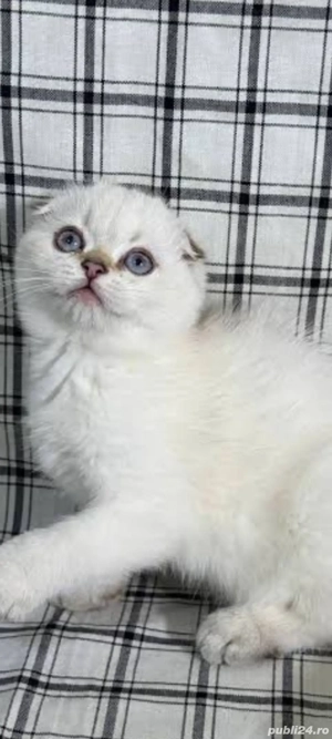 scottish fold bluepoint!!! !asigurăm transport 