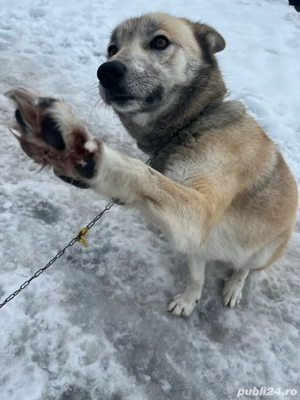 vand catelusa  - imagine 5