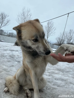 vand catelusa  - imagine 4