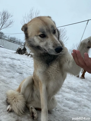 vand catelusa  - imagine 3