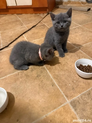 Pui British Shorthair - imagine 2