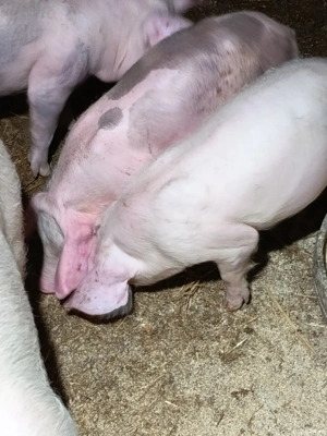 Doi băieți rasă pietrean Nasturelu Teleorman 