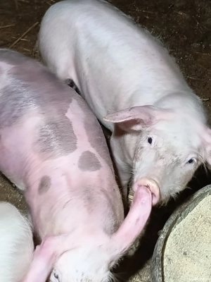 Doi băieți rasă pietrean Nasturelu Teleorman  - imagine 4