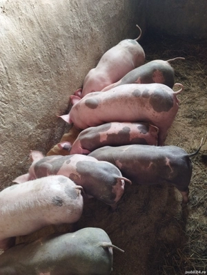 De vînzare porci și purcele 20,30 kg Horia Neamț  - imagine 2
