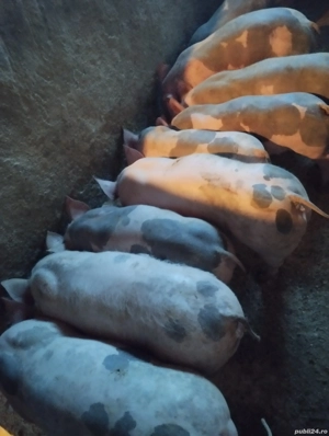 De vînzare porci și purcele 20,30 kg Horia Neamț  - imagine 3