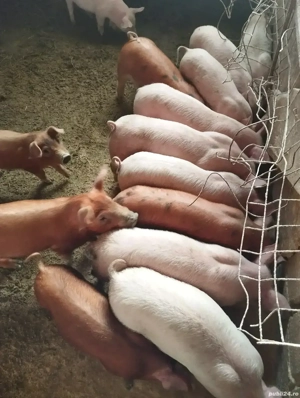 De vînzare porci și purcele 20,30 kg Horia Neamț 