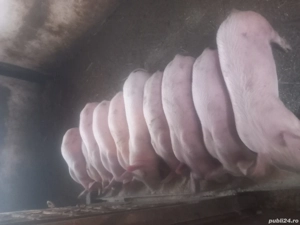 purcei de vanzare - imagine 3