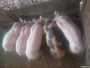 purcei de vanzare - imagine 2