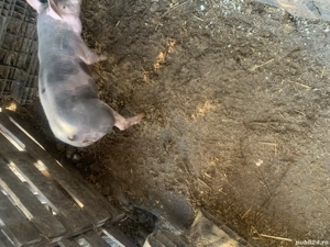 Disponibil Vierut pietrain belgian din părinți cu pedigree 