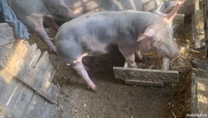 Disponibil Vierut pietrain belgian din părinți cu pedigree  - imagine 2