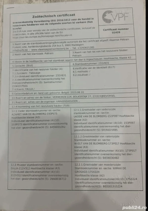 Disponibil Vierut pietrain belgian din părinți cu pedigree  - imagine 5