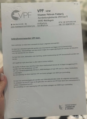 Disponibil Vierut pietrain belgian din părinți cu pedigree  - imagine 3