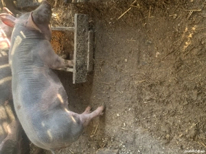 Disponibil Vierut pietrain belgian din părinți cu pedigree  - imagine 4