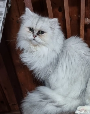 motănel persan silver crown rasa pura 