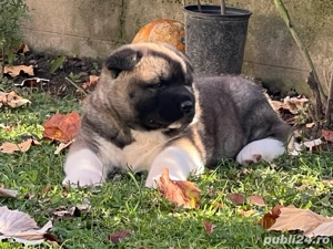 masculi american akita