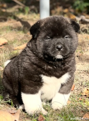 masculi american akita - imagine 5