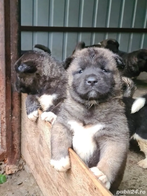 masculi american akita - imagine 4