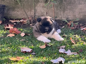 masculi american akita - imagine 3