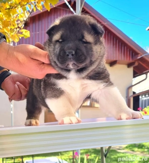 masculi american akita - imagine 2
