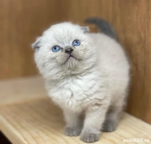 Scottish Fold 