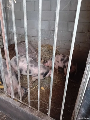 Soldani petrean 50kg - imagine 2