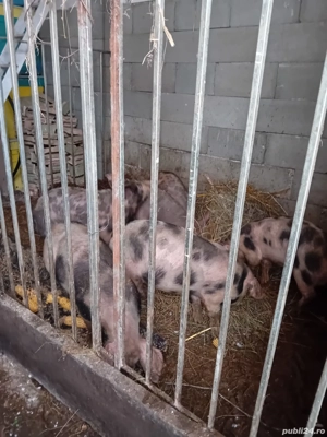 Soldani petrean 50kg - imagine 3