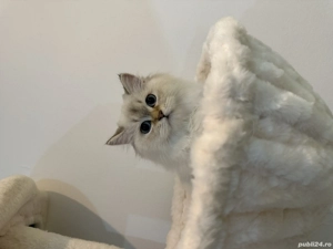 Fetița Scottish Straight Longhair - imagine 2