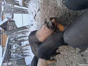 Porci de vinzare  - imagine 3