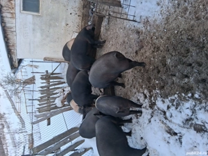 Porci de vinzare  - imagine 5