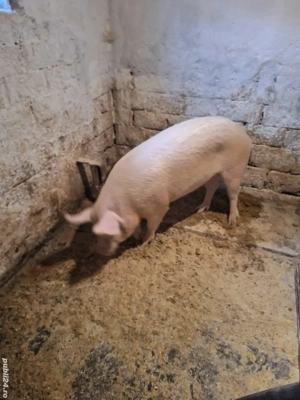  porc 120-125kg - imagine 2