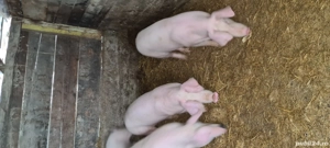 Landrace x Marele Alb. 