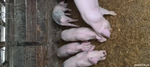 Landrace X Marele Alb  - imagine 3