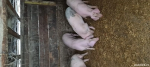 Landrace X Marele Alb 