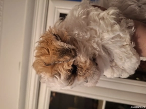 Pui de Shih tzu fetiță - imagine 2