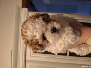 Pui de Shih tzu fetiță - imagine 3