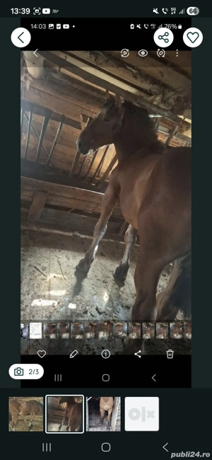 Mânz de vânzare! URGENT!! - imagine 2