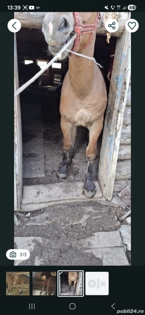 Mânz de vânzare! URGENT!! - imagine 3
