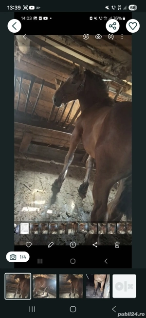 Mânz de vânzare! URGENT!! - imagine 4