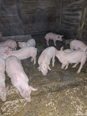 Vand purcei - imagine 2