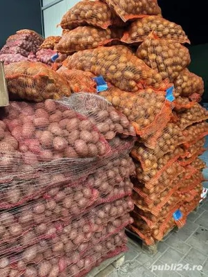 Samanta cartofi Belint, Bellarosa, Carrera.