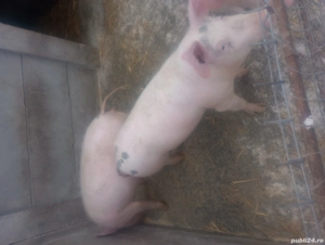 purcei 60 70kg - imagine 2