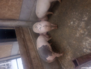 purcei 60 70kg - imagine 3