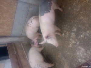 purcei 60 70kg - imagine 5