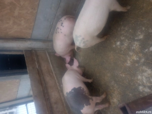 purcei 60 70kg - imagine 4