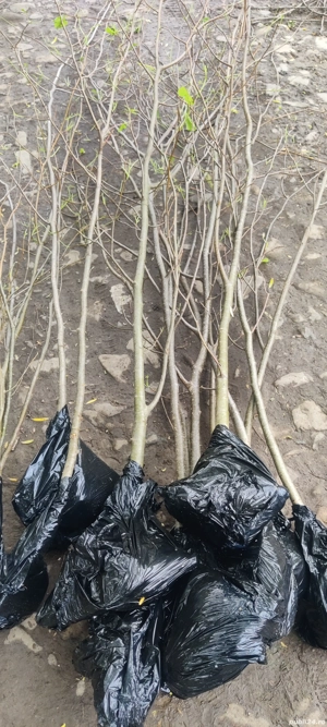 puieți de Tei argintiu 