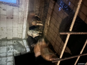 Vând purcei 50 kg Hai să îi vezi  - imagine 3