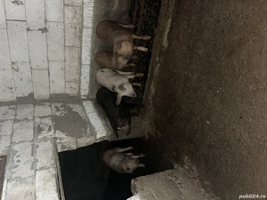 Vând purcei 50 kg Hai să îi vezi  - imagine 2