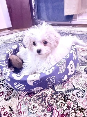 Vand bischon malteze fetiță 2 luni jum