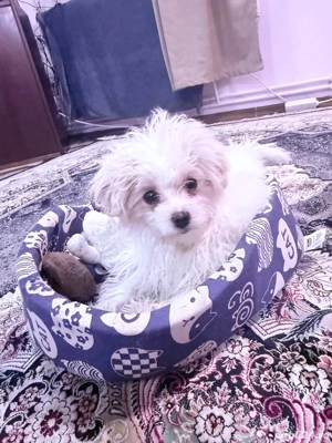 Vand bischon malteze fetiță 2 luni jum - imagine 2